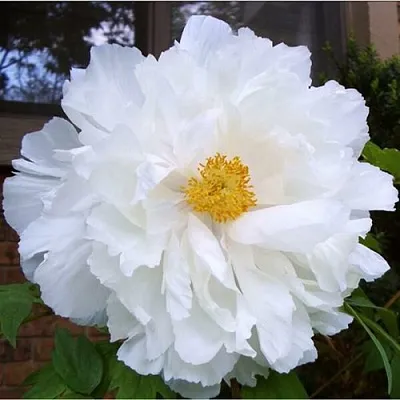 Пион БЕЛЫЙ НЕФРИТ древовидный в Новополоцке