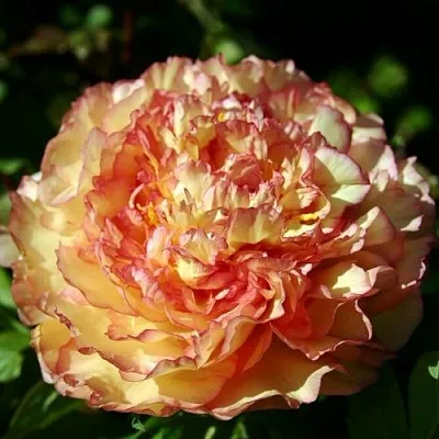 Пион ЗОЛОТАЯ РОССЫПЬ древовидный в Новополоцке