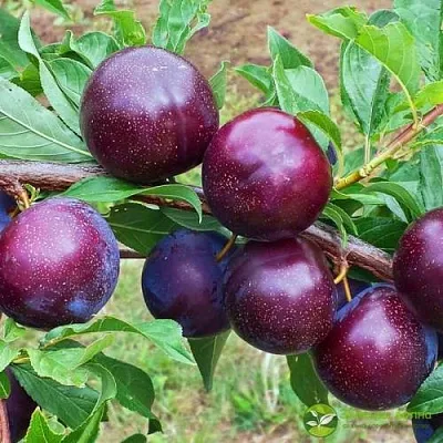 Шарафуга ВЕЛЬВЕТ САНРАЙЗ  Шарафуга ВЕЛЬВЕТ САНРАЙЗ в Новополоцке