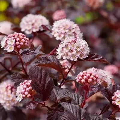 Пузыреплодник АНДРЕ   Пузыреплодник АНДРЕ  в Новополоцке