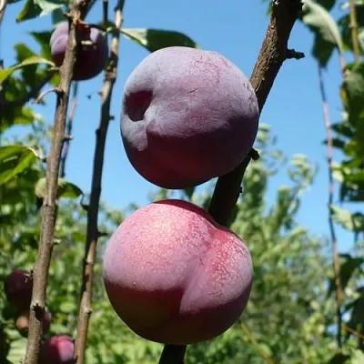 Плумкот ВЕЙ ВОНГ  Плумкот ВЕЙ ВОНГ в Новополоцке