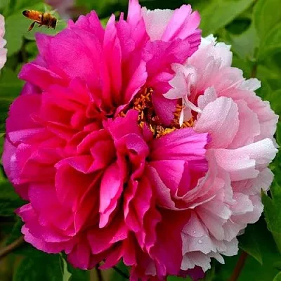 Пион ДВЕ СЕСТРЫ древовидный в Новополоцке