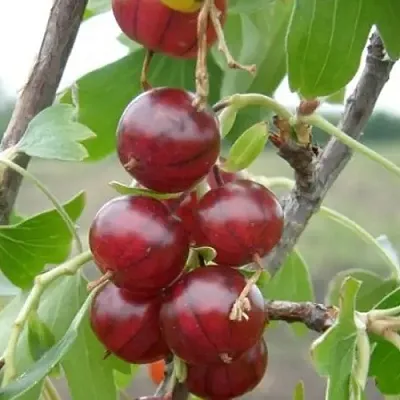 Смородина золотистая КЛЮКВЕННАЯ в Новополоцке
