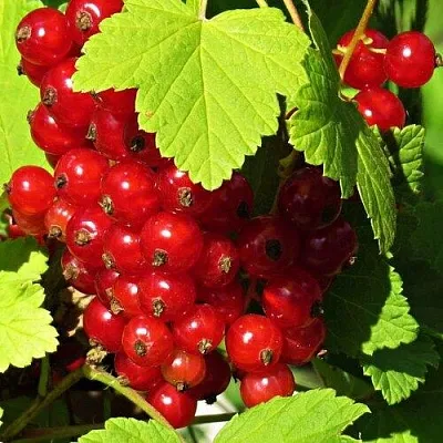 Смородина красная ГАЗЕЛЬ в Новополоцке