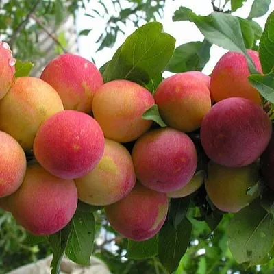 Слива СКОРОПЛОДНАЯ  Слива СКОРОПЛОДНАЯ в Новополоцке