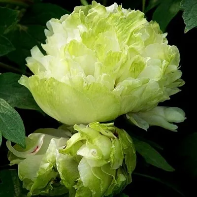 Пион ЗЕЛЕНЫЙ ШАР древовидный в Новополоцке