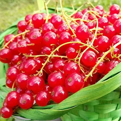 Смородина красная в Новополоцке