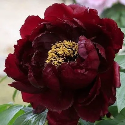 Пион ПОЛНОЧЬ древовидный в Новополоцке