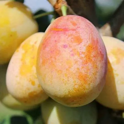 АПРИМИРА  АПРИМИРА в Новополоцке