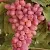 Розовый виноград