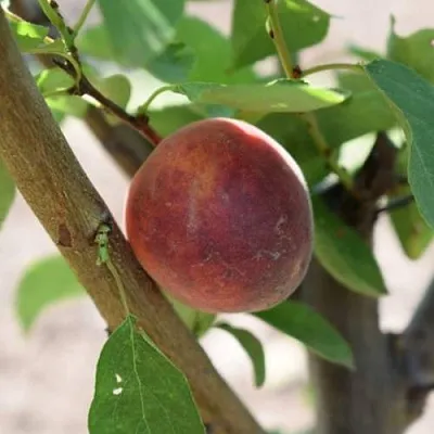 Плумкот БИРИКОККОЛО СУЗИНКОККО  Плумкот БИРИКОККОЛО СУЗИНКОККО в Новополоцке