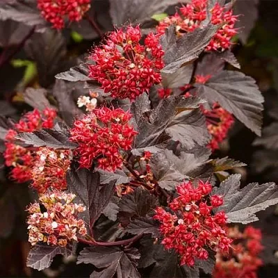 Пузыреплодник РЕД БАРОН  Пузыреплодник РЕД БАРОН в Новополоцке