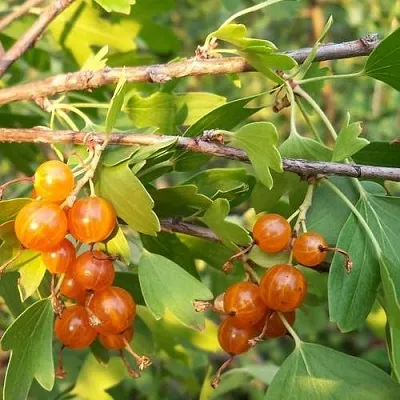 Смородина золотистая ЛЯЙСАН в Новополоцке