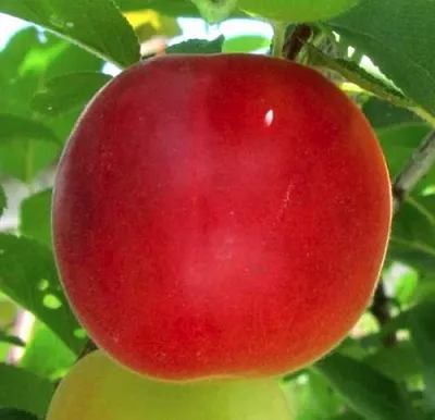 Плумкот БИРИКОККОЛО БОЛОГНЕС  Плумкот БИРИКОККОЛО БОЛОГНЕС в Новополоцке