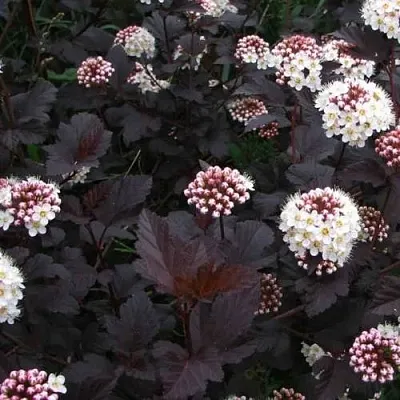 Пузыреплодник ДИАБЛО  Пузыреплодник ДИАБЛО в Новополоцке