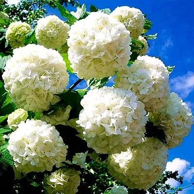 Калина БУЛЬДЕНЕЖ в Новополоцке