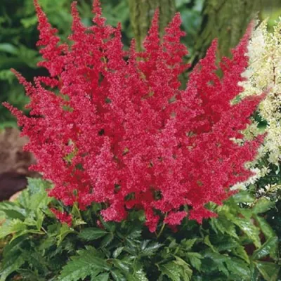 Астильба МОНТГОМЕРИ японская в Новополоцке