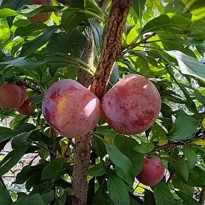 Плуот ГЕО ПРАЙД  Плуот ГЕО ПРАЙД в Новополоцке