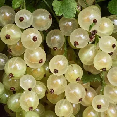 Смородина белая в Новополоцке