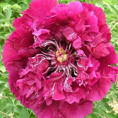 Пион ПУРПУРНЫЙ ОКЕАН древовидный в Новополоцке