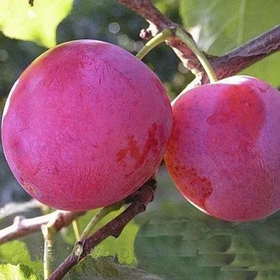 Слива ДЕЛИКАТНАЯ  Слива ДЕЛИКАТНАЯ в Новополоцке