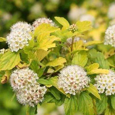 Пузыреплодник АНГЕЛ ГОЛД  Пузыреплодник АНГЕЛ ГОЛД в Новополоцке