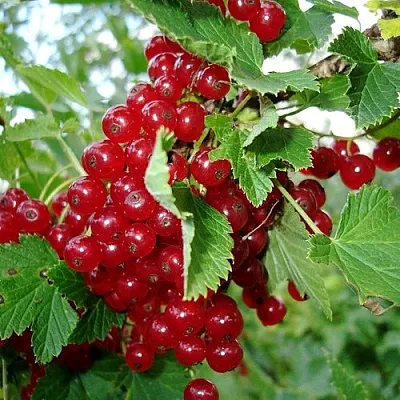 Смородина красная ГОЛЛАНДСКАЯ КРАСНАЯ в Новополоцке