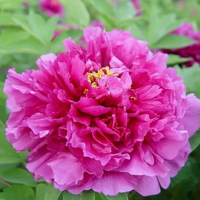 Пион ЛИЛОВАЯ ФАНТАЗИЯ древовидный в Новополоцке