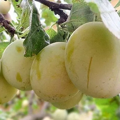 Слива УТРО  Слива УТРО в Новополоцке