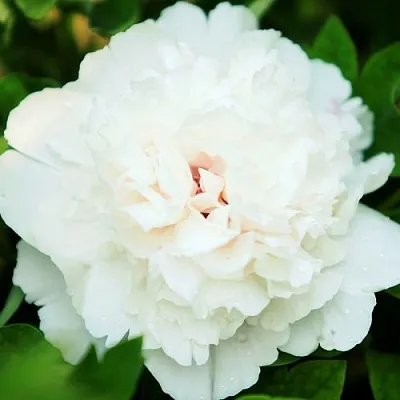 Пион СНЕЖНАЯ КРЕПОСТЬ древовидный в Новополоцке