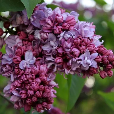 Сирень П.П.КОНЧАЛОВСКИЙ в Новополоцке