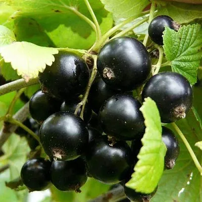 Смородина чёрная ГЕРКУЛЕС в Новополоцке