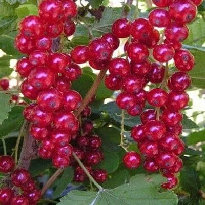 Смородина красная ПУРПУРНАЯ в Новополоцке