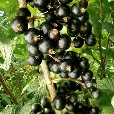 Смородина черная БЕН ТИРЕН в Новополоцке