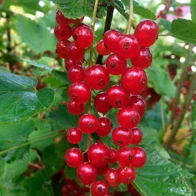 Смородина красная КОНСТАНТИНОВСКАЯ в Новополоцке