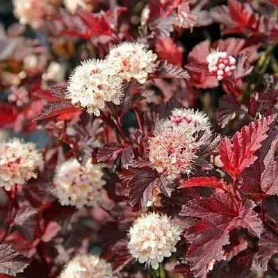 Пузыреплодник ЛЕДИ ИН РЕД  Пузыреплодник ЛЕДИ ИН РЕД в Новополоцке