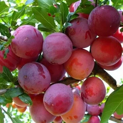 Слива НЕКТАРИННАЯ АРОМАТНАЯ  Слива НЕКТАРИННАЯ АРОМАТНАЯ в Новополоцке