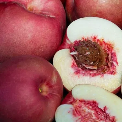 НЕКТАПЛЮМ  НЕКТАПЛЮМ в Новополоцке