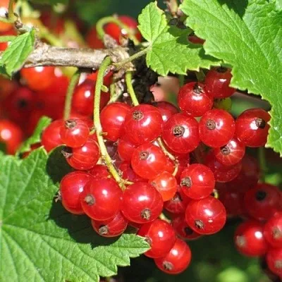 Смородина красная РАЧКОВСКАЯ в Новополоцке