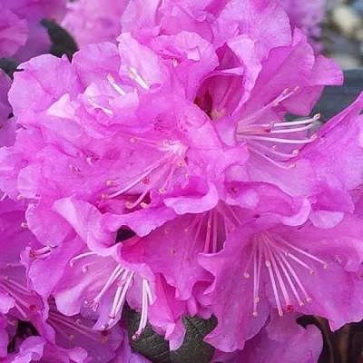 Рододендрон П.Ж.М. ЭЛИТ в Новополоцке