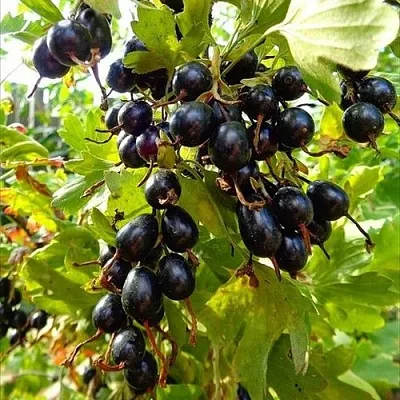 Смородина золотистая ОВАЛЬНАЯ в Новополоцке