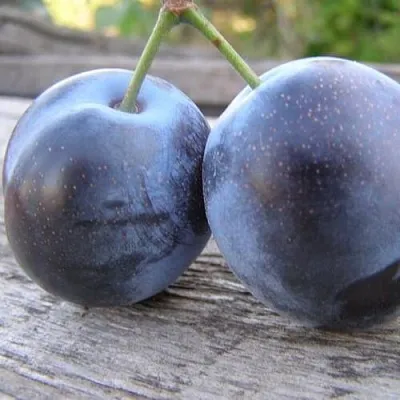 Слива БЛЮФРИ  Слива БЛЮФРИ в Новополоцке