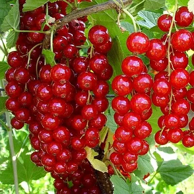 Смородина красная ЙОНКЕР ВАН ТЕТЦ в Новополоцке