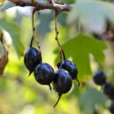 Смородина золотистая ДУСТЛИК в Новополоцке