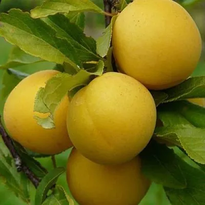 Слива СОЛНЫШКО  Слива СОЛНЫШКО в Новополоцке