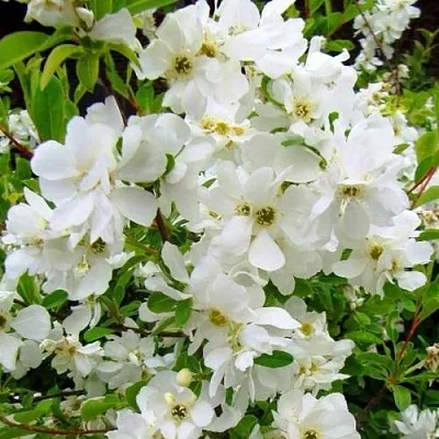 Экзохорда ЗЕ БРАЙД в Новополоцке