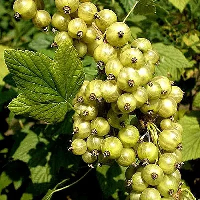 Смородина зеленоплодная СНЕЖНАЯ КОРОЛЕВА в Новополоцке