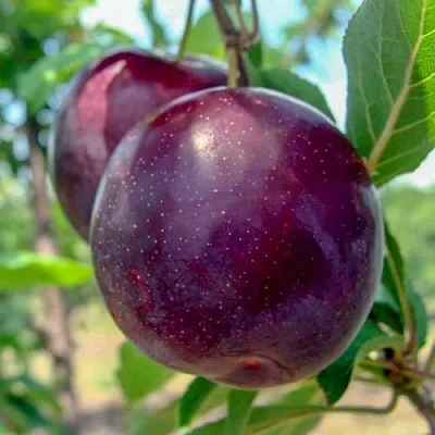 Слива АНЖЕЛИНО  Слива АНЖЕЛИНО в Новополоцке