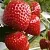 Клубника АРГЕНТЕРА в Новополоцке
