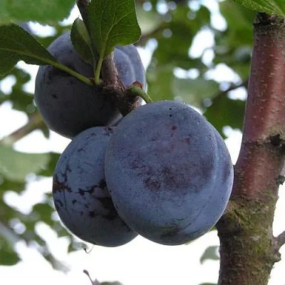 Слива ВЕНГЕРКА БЕЛОРУССКАЯ  Слива ВЕНГЕРКА БЕЛОРУССКАЯ в Новополоцке